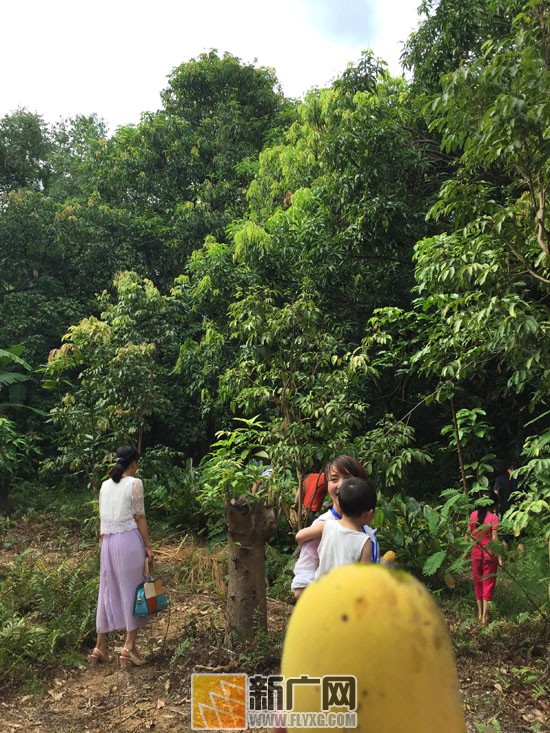 大红河车友会元江金芒果旅游节自驾游圆满结束