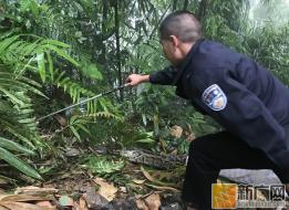 金平森林民警送两条蟒蛇回归马鞍底原始森林