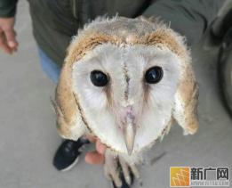 迷路的猴面鹰误闯私车，金平森警送其“回家”