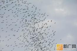 上千余只保护鸟类牛背鹭大规模现身云南金平