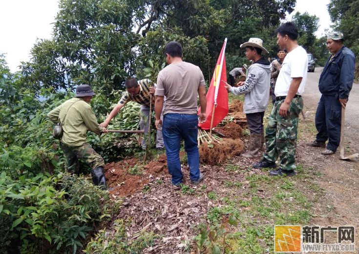 绿春县骑马坝乡栽种水果樱桃树苗 造林绿化乡村路