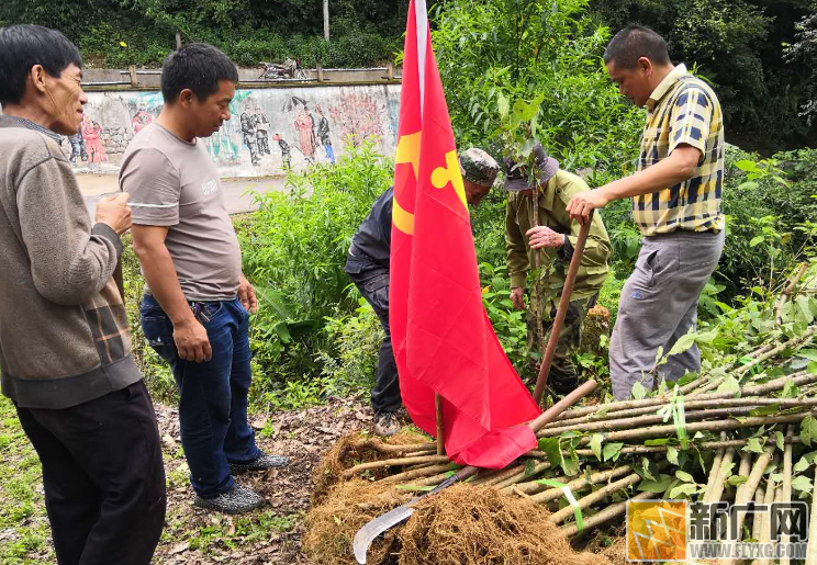 绿春县骑马坝乡栽种水果樱桃树苗 造林绿化乡村路