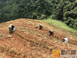 绿春县平河镇让“绿饭碗”成为脱贫致富的“铁饭碗”