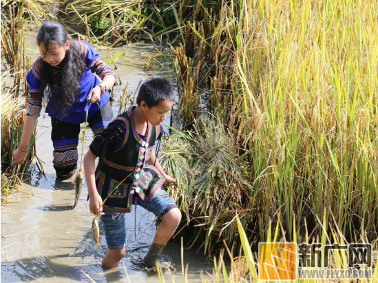 梯田上的元阳稻花鱼丰收节 劳动中的欢乐歌舞最感人