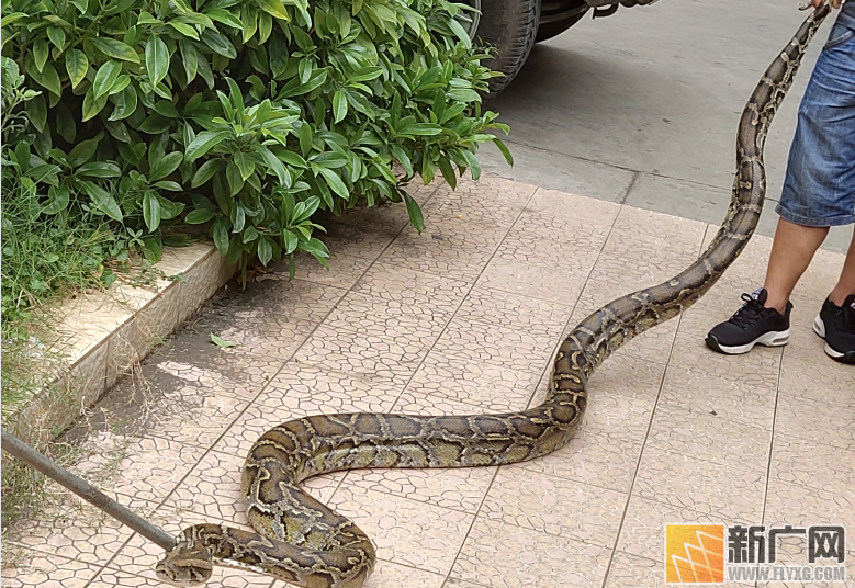 建水好心村民自掏800元救助“国保”大蟒蛇