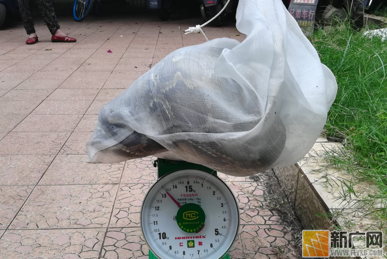 建水好心村民自掏800元救助“国保”大蟒蛇