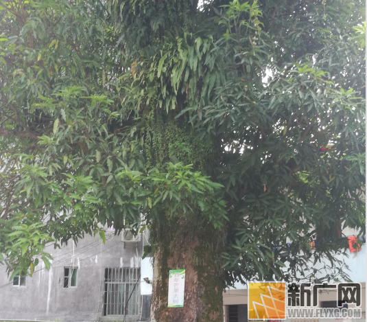 金平：百年芒果树藏身小学 一棵能结一吨果
