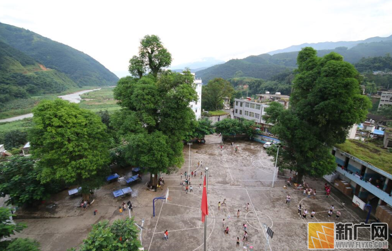 金平：百年芒果树藏身小学 一棵能结一吨果