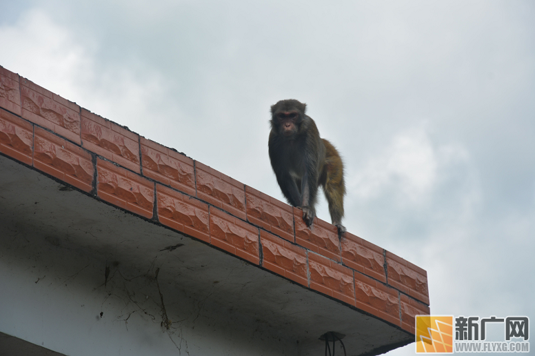 “国保”猕猴驻村 人猴同乐两个月