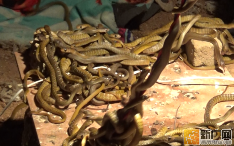 云南金平：一村民非法孵化养殖百余条蛇终被查处