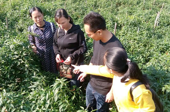 红河县农科局领导深入迤萨镇勐龙村实地查看冬早蔬菜种植情况 红河县农科局领导深入迤萨镇勐龙村实地查看冬早蔬菜种植情况