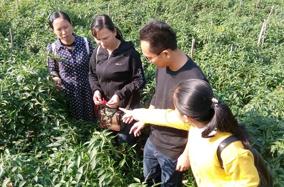 红河县农科局领导深入迤萨镇勐龙村实地查看冬早蔬菜种植情况