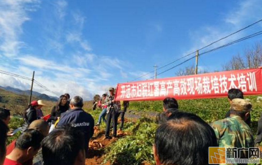 开远市妇联到中和营镇葫芦塘村委会举办红薯、水果种植技术培训及医疗服务活动