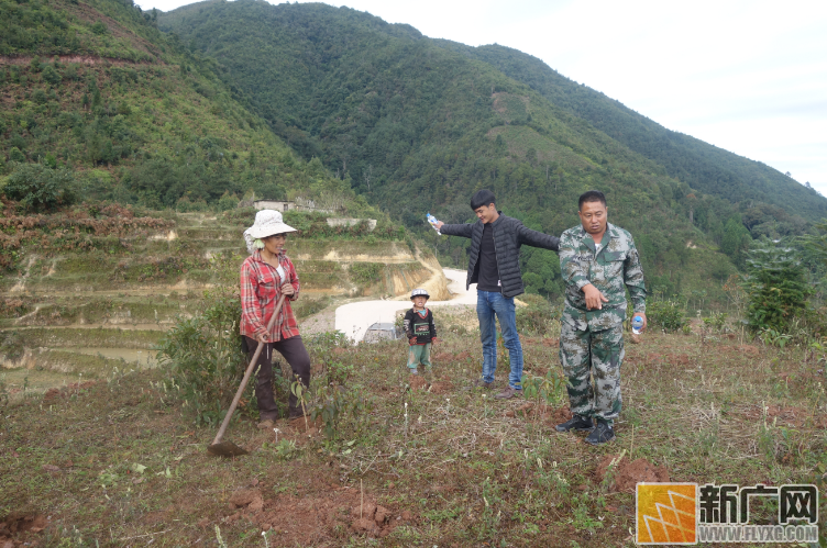 红河县垤玛乡桑葚种植突破万亩