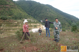 红河县垤玛乡桑葚种植突破万亩