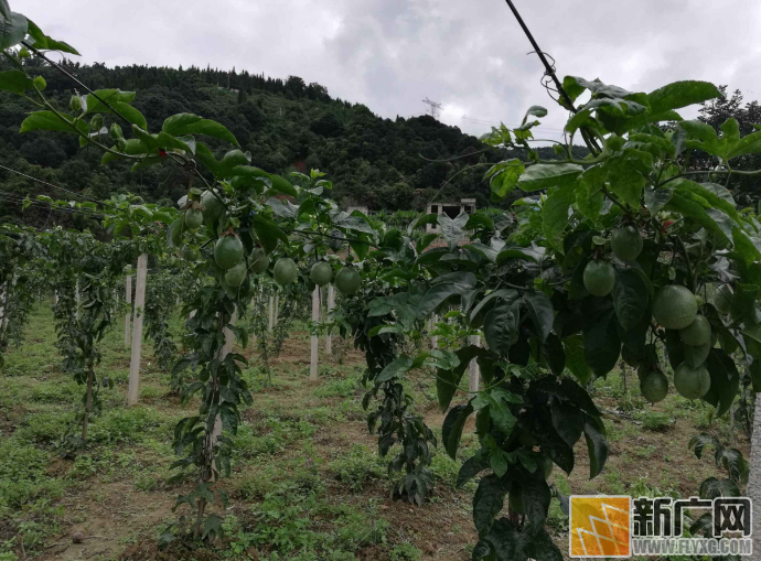 红河县车古乡发展百香果种植推进产业扶贫