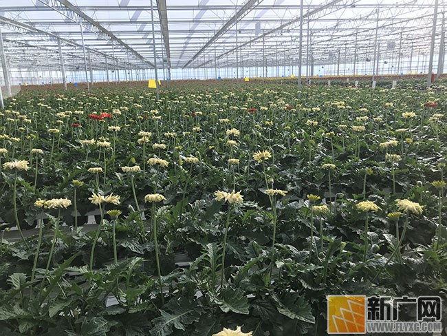 全州13县市的新媒体人齐聚蒙自走基层