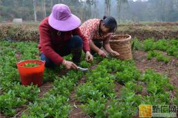 泸西县午街铺镇枸杞菜种植示范基地带动贫困群众增收致富