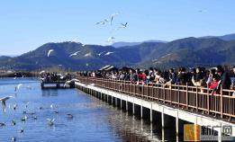 石屏23万游客赏湖逗鸥逛湿地度春节