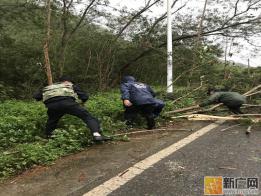 云南河口：暴雨突袭树断致堵路，民警及时救助保畅通