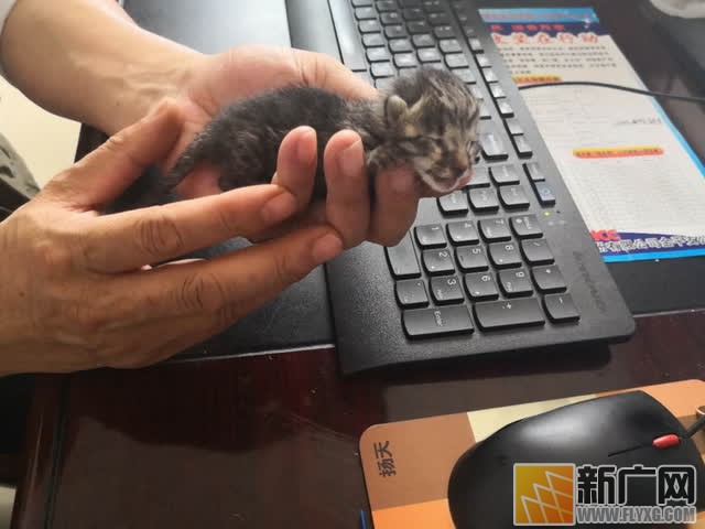 豹猫妈妈是怎么了？衔幼崽弃工地