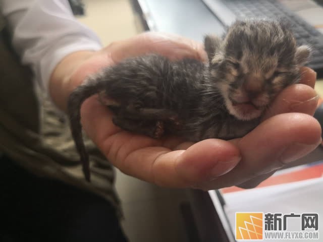 豹猫妈妈是怎么了？衔幼崽弃工地