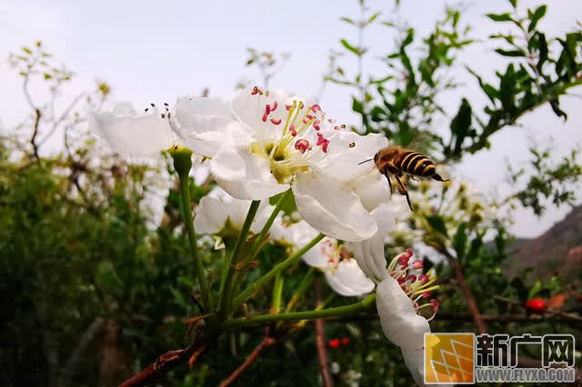 云南蒙自千亩梨花惹人醉