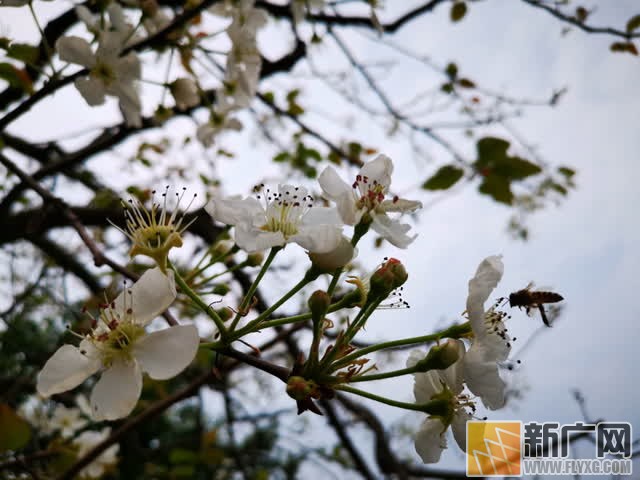 云南蒙自千亩梨花惹人醉