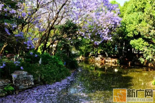 蓝花楹，小城开远最浪漫的色彩