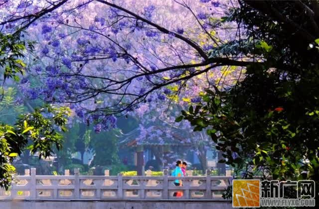 蓝花楹，小城开远最浪漫的色彩