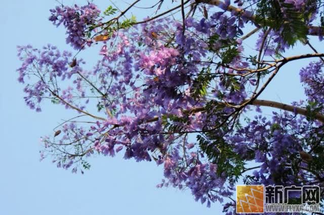 蓝花楹，小城开远最浪漫的色彩