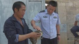 “国保”白腹锦鸡做客农户家,警民合力助其回归大自然