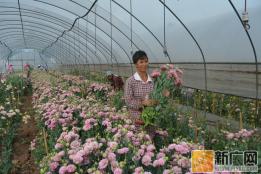 泸西大水塘老营村百亩鲜切花为村民提供就业增收