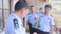云南金平村民捡拾5只领角鸮救助，民警科普如何正确救助猫头鹰