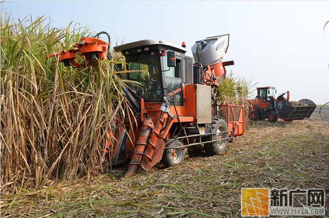 栽棵甘蔗都要看看国际市场 糖料专家组长：云南可成全国最大红糖生产基地