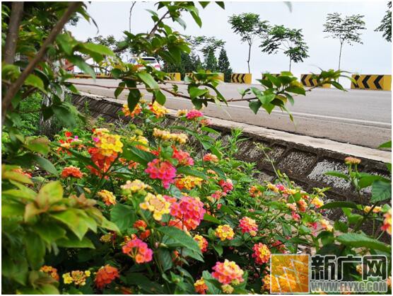 “不忘初心 牢记使命”泸西公路分局蒙铁线党员示范路建设初显成效