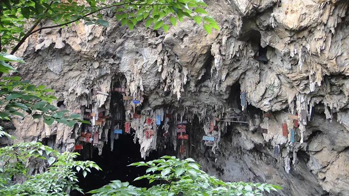 建水白腰雨燕保护单位正式挂牌！