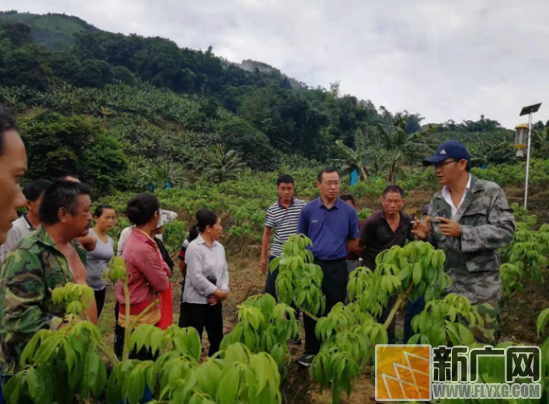屏边县政协到乡村开屏荔枝种植技术培训 屏边县政协到乡村开屏荔枝种植技术培训