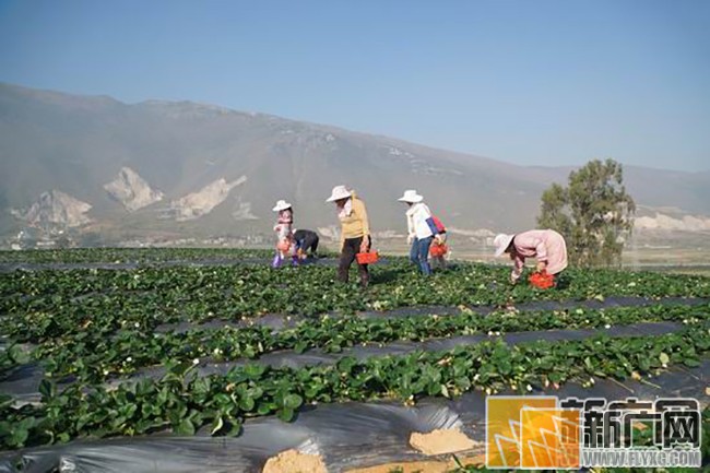 70年来,“红河的弥勒”正在成为“世界的弥勒” 70年来,“红河的弥勒”正在成为“世界的弥勒”