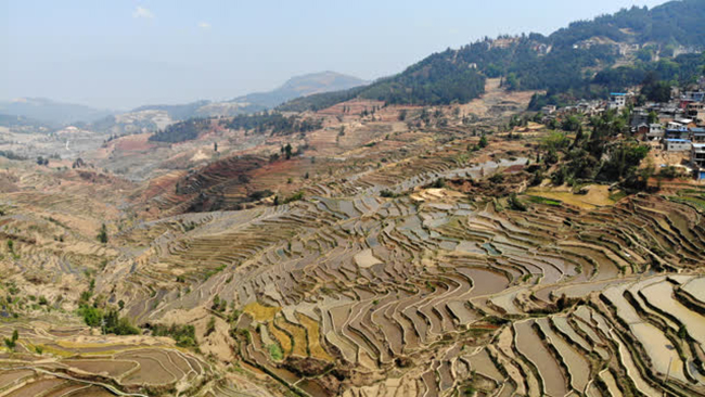 红河县:30万亩热区建设使干早荒凉的山梁变成绿树成荫的特色农业产业基地 红河县:30万亩热区建设使干早荒凉的山梁变成绿树成荫的特色农业产业基地