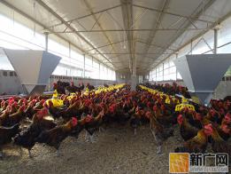 红河县生态鸡养殖项目成效初显