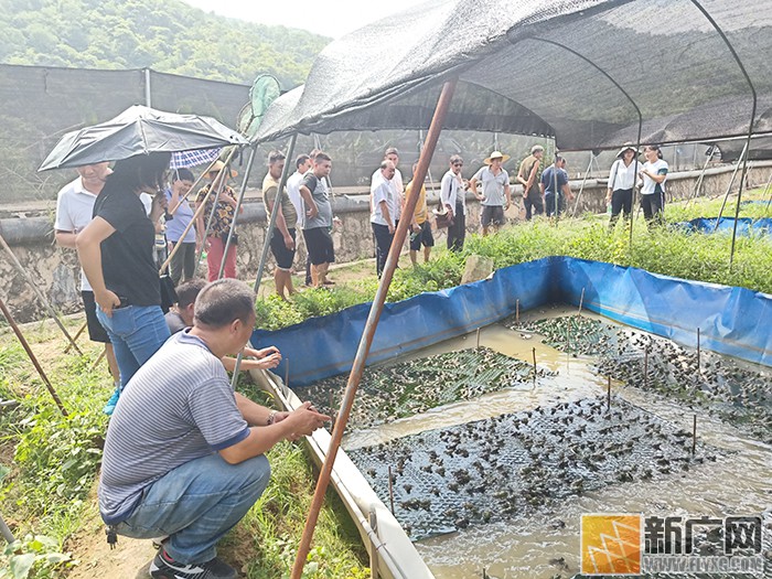 红河县为侨属侨眷培训种植养殖技能 红河县为侨属侨眷培训种植养殖技能