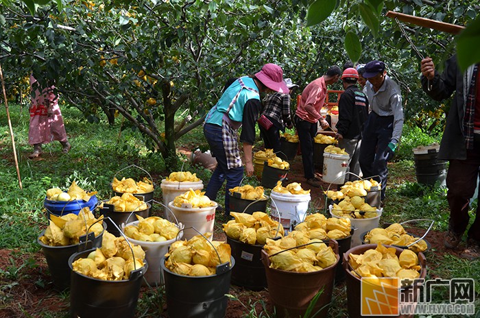 泸西午街铺镇高原水果今年丰收了