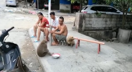 熊猴原来是一级国保动物  常会到金平县的村里捣乱