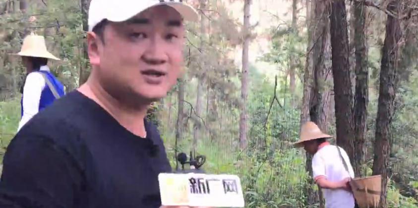 跟着主播云南石屏大山拾菌子