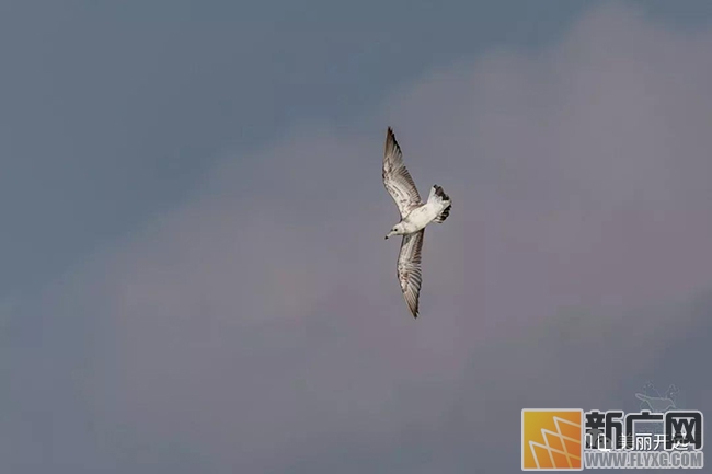 云南首现 剑鸻落脚开远三角海