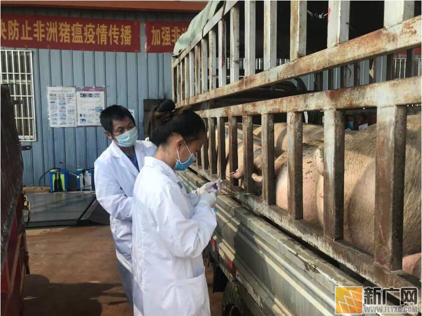 石屏县向湖北省孝感市捐赠15吨冷鲜猪肉