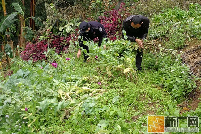 老人菜地种罂粟当良药　民警现场铲除181株