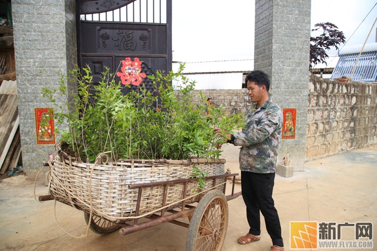 开远细白土：产业发展旺 致富后劲足