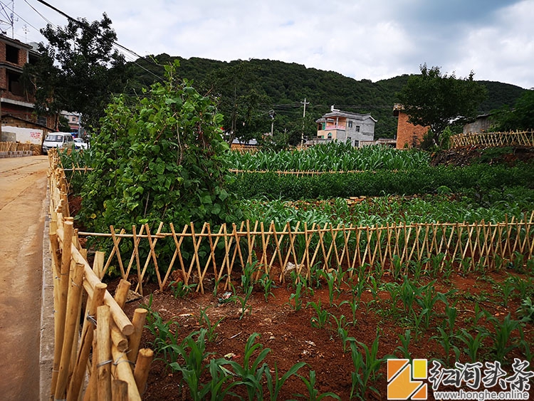 泸西：林树小笼桥村“农耕文化生态菜园”自采自种果蔬体验 等你来！